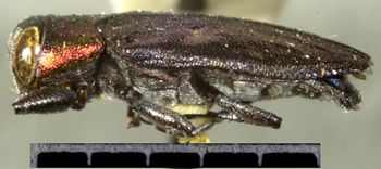 Media type: image;   Entomology 7140 Aspect: habitus lateral view